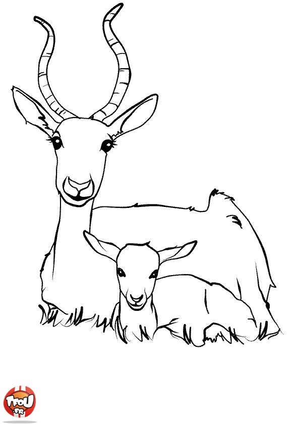 Antylopa, gazela, gnu kolorowanki